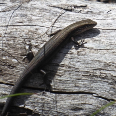 Pseudemoia entrecasteauxii (Woodland Tussock-skink) at Booth, ACT - 29 Nov 2018 by Christine