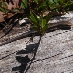 Pseudemoia entrecasteauxii at Booth, ACT - 30 Nov 2018