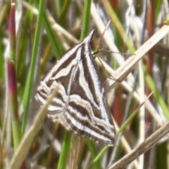 Dichromodes confluaria (Ceremonial Heath Moth) at Booth, ACT - 29 Nov 2018 by Christine