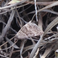 Dichromodes ainaria (A geometer or looper moth) at Booth, ACT - 29 Nov 2018 by Christine