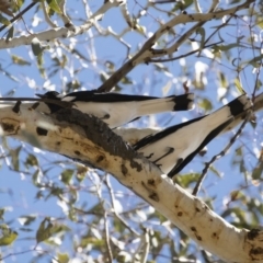 Grallina cyanoleuca (Magpie-lark) at Michelago, NSW - 29 Oct 2018 by Illilanga