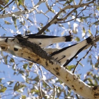 Grallina cyanoleuca (Magpie-lark) at Michelago, NSW - 28 Oct 2018 by Illilanga