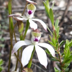 Caladenia moschata at Booth, ACT - suppressed