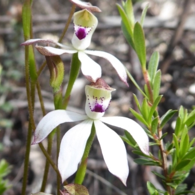 Caladenia moschata (Musky Caps) at Booth, ACT - 29 Nov 2018 by Christine