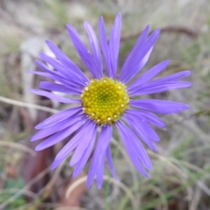 Brachyscome spathulata at Booth, ACT - 30 Nov 2018 10:13 AM