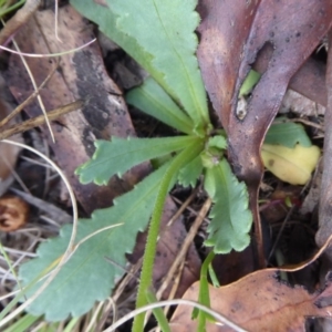 Brachyscome spathulata at Booth, ACT - 30 Nov 2018 10:13 AM