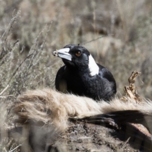 Gymnorhina tibicen at Michelago, NSW - 16 Aug 2018