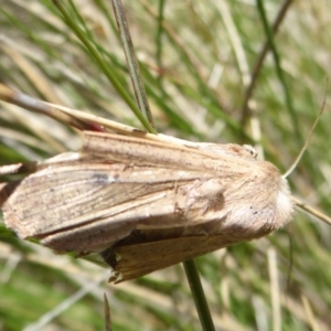 Mythimna (Pseudaletia) convecta at Booth, ACT - 30 Nov 2018