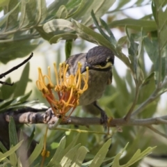 Caligavis chrysops (Yellow-faced Honeyeater) at Illilanga & Baroona - 23 Dec 2017 by Illilanga