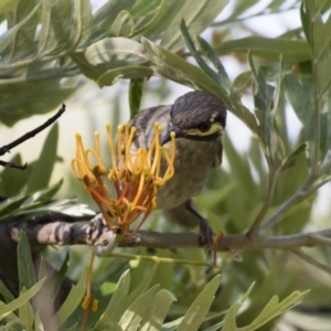 Caligavis chrysops at Michelago, NSW - 23 Dec 2017