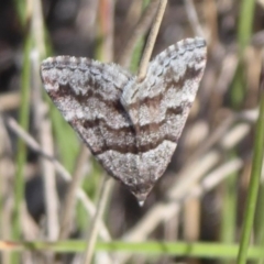 Dichromodes ainaria (A geometer or looper moth) at Booth, ACT - 29 Nov 2018 by Christine