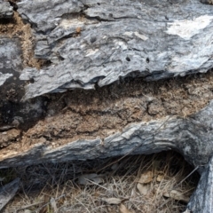 Papyrius nitidus (Shining Coconut Ant) at Hughes, ACT - 30 Nov 2018 by JackyF