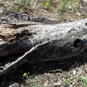 Papyrius nitidus at Hughes, ACT - 30 Nov 2018