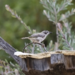 Melithreptus brevirostris (Brown-headed Honeyeater) at Michelago, NSW - 7 Jan 2018 by Illilanga