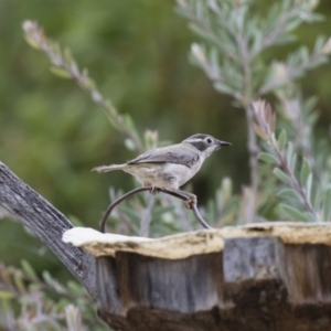 Melithreptus brevirostris at Michelago, NSW - 7 Jan 2018