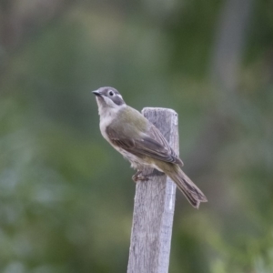 Melithreptus brevirostris at Michelago, NSW - 7 Jan 2018