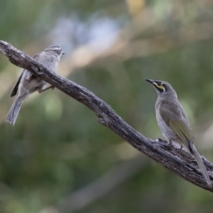 Melithreptus brevirostris at Michelago, NSW - 7 Jan 2018 07:09 PM