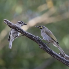 Melithreptus brevirostris at Michelago, NSW - 7 Jan 2018 07:09 PM