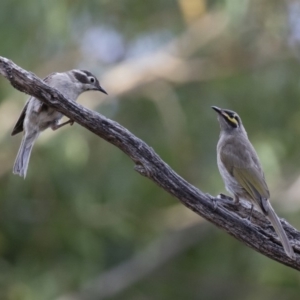 Caligavis chrysops at Michelago, NSW - 7 Jan 2018 07:09 PM