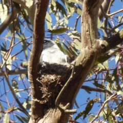 Coracina novaehollandiae at Deakin, ACT - 30 Nov 2018