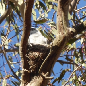 Coracina novaehollandiae at Deakin, ACT - 30 Nov 2018