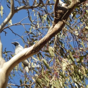 Coracina novaehollandiae at Deakin, ACT - 30 Nov 2018