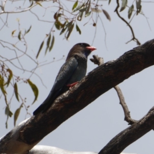 Eurystomus orientalis at Hughes, ACT - 30 Nov 2018 12:31 PM