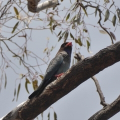 Eurystomus orientalis at Hughes, ACT - 30 Nov 2018