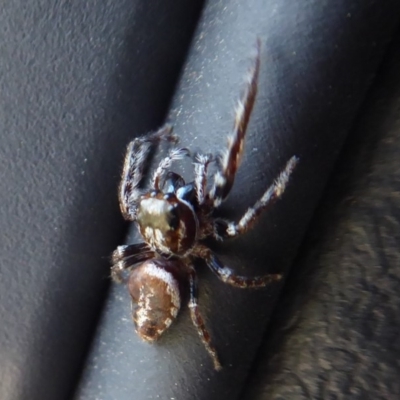 Opisthoncus sp. (genus) (Unidentified Opisthoncus jumping spider) at Booth, ACT - 30 Nov 2018 by Christine