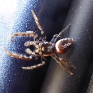 Opisthoncus sp. (genus) at Booth, ACT - 30 Nov 2018