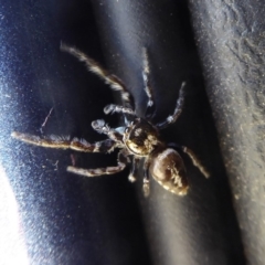 Opisthoncus sp. (genus) at Booth, ACT - 30 Nov 2018