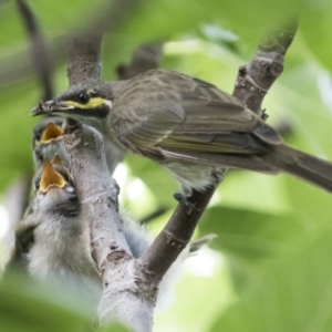 Caligavis chrysops at Michelago, NSW - 16 Feb 2015 09:10 AM