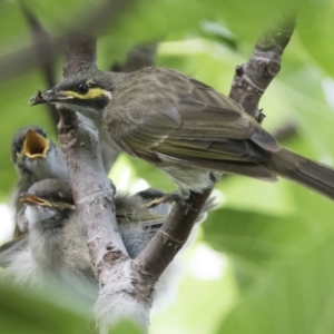 Caligavis chrysops at Michelago, NSW - 16 Feb 2015 09:10 AM