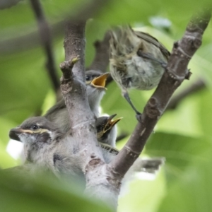 Caligavis chrysops at Michelago, NSW - 16 Feb 2015 09:10 AM