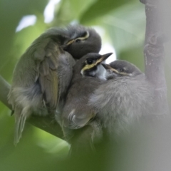 Caligavis chrysops at Michelago, NSW - 16 Feb 2015 09:10 AM