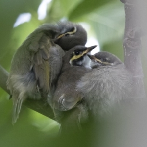 Caligavis chrysops at Michelago, NSW - 16 Feb 2015