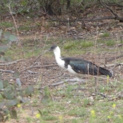 Threskiornis spinicollis at Deakin, ACT - 29 Nov 2018