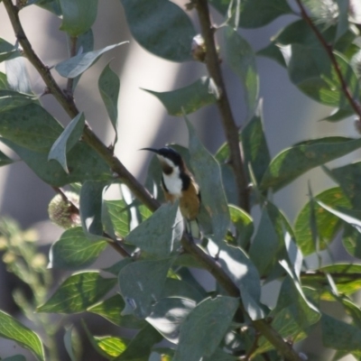 Acanthorhynchus tenuirostris (Eastern Spinebill) at Michelago, NSW - 5 Apr 2012 by Illilanga