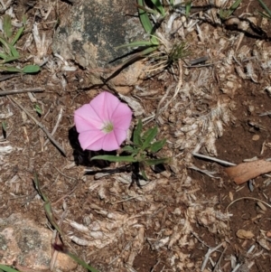 Convolvulus angustissimus subsp. angustissimus at Red Hill, ACT - 29 Nov 2018