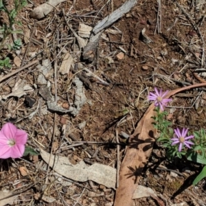 Convolvulus angustissimus subsp. angustissimus at Red Hill, ACT - 29 Nov 2018