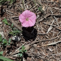 Convolvulus angustissimus subsp. angustissimus at Red Hill, ACT - 29 Nov 2018