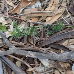 Clematis leptophylla at Hughes, ACT - 30 Nov 2018 11:58 AM