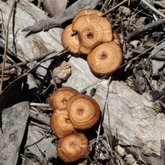 Lentinus arcularius (Fringed Polypore) at Hughes, ACT - 29 Nov 2018 by JackyF