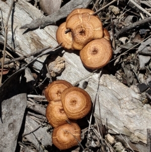 Lentinus arcularius at Hughes, ACT - 29 Nov 2018 01:22 PM