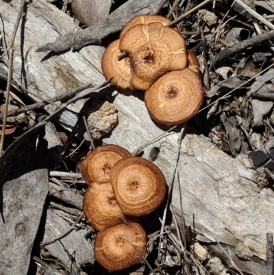 Lentinus arcularius (Fringed Polypore) at Hughes, ACT - 29 Nov 2018 by JackyF