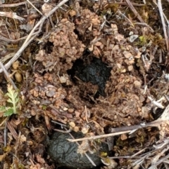 Unidentified Lichen, Moss or other Bryophyte at Hughes, ACT - 28 Nov 2018 by JackyF