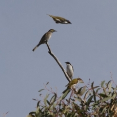 Melithreptus lunatus (White-naped Honeyeater) at Michelago, NSW - 1 May 2012 by Illilanga