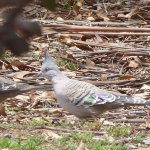 Ocyphaps lophotes at Hughes, ACT - 30 Nov 2018