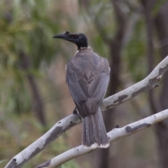Philemon corniculatus (Noisy Friarbird) at Michelago, NSW - 4 Feb 2017 by Illilanga