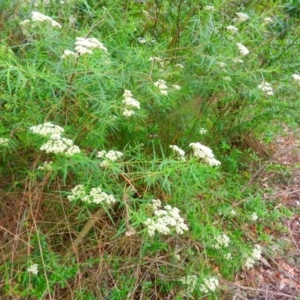 Cassinia (genus) at Kangaroo Valley, NSW - 13 Nov 2018 03:41 PM
